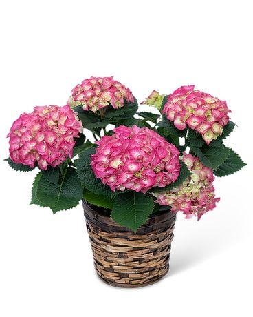 Pink Hydrangea Plant Plant