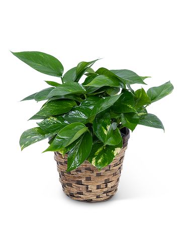 Pothos Plant in Basket Plant