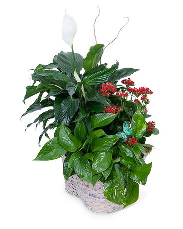 Verdant Basket Plant