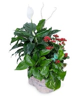 Standard size, 28 inches height and 16 inches wide.