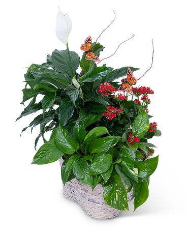 hay plant pot xxl Planter with Tray | Handmade Plant Pot