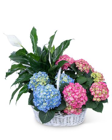 Bountiful Basket Plant