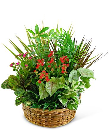 Large Blooming Dish Garden Flower Arrangement