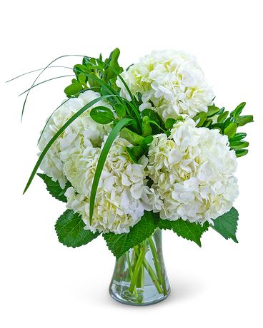 Hydrangea Halo Flower Arrangement