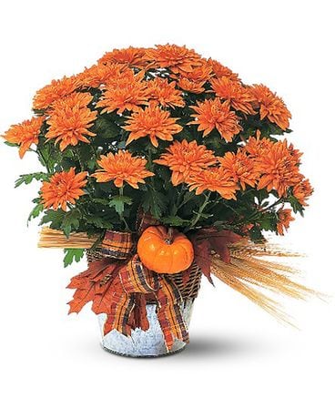 Bronze Cushion Mum Plant Plant