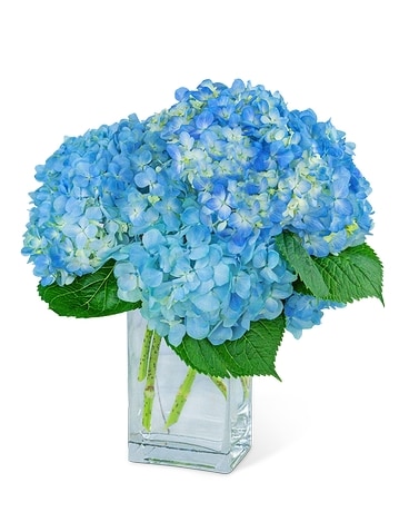 Hydrangeas In Blue Flower Arrangement