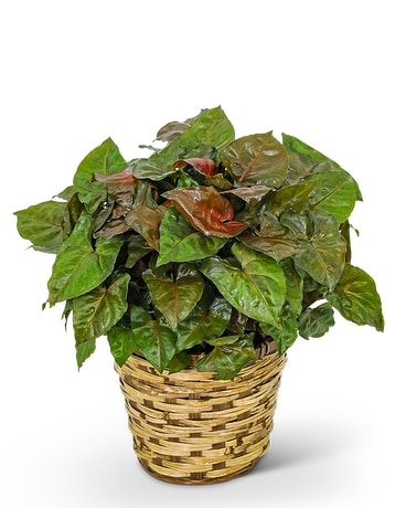 Arrowhead Plant in Basket Flower Arrangement