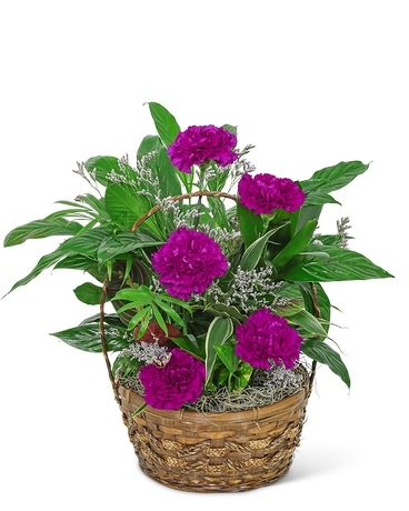 J.GARDEN J庭 ベルトゥーン beltoon ポストカード　７枚セット J.GARDEN J庭 ベルトゥーン beltoon ポストカード 7枚セット 2025年