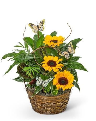 Dish Garden with Sunflowers and Butterflies Flower Arrangement