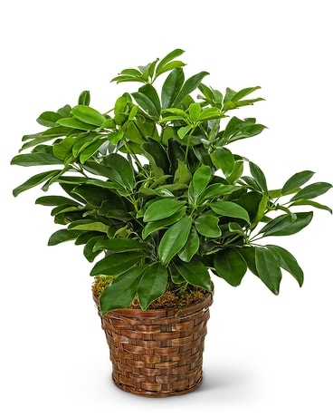 Miniature Schefflera Plant Flower Arrangement