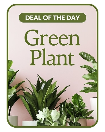 Green Plant Deal of the Day in Rancho Cucamonga CA - Archibald Flowers