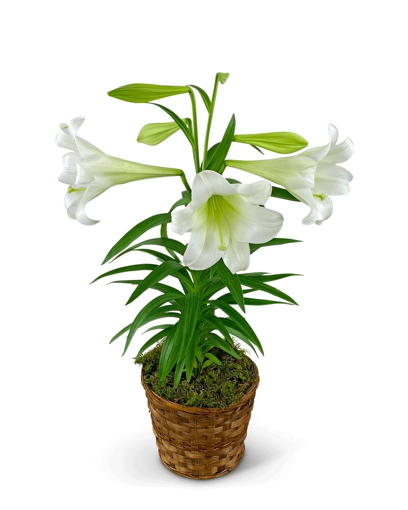 Easter Lily Plant in Basket in Philadelphia PA - Torresdale Flower