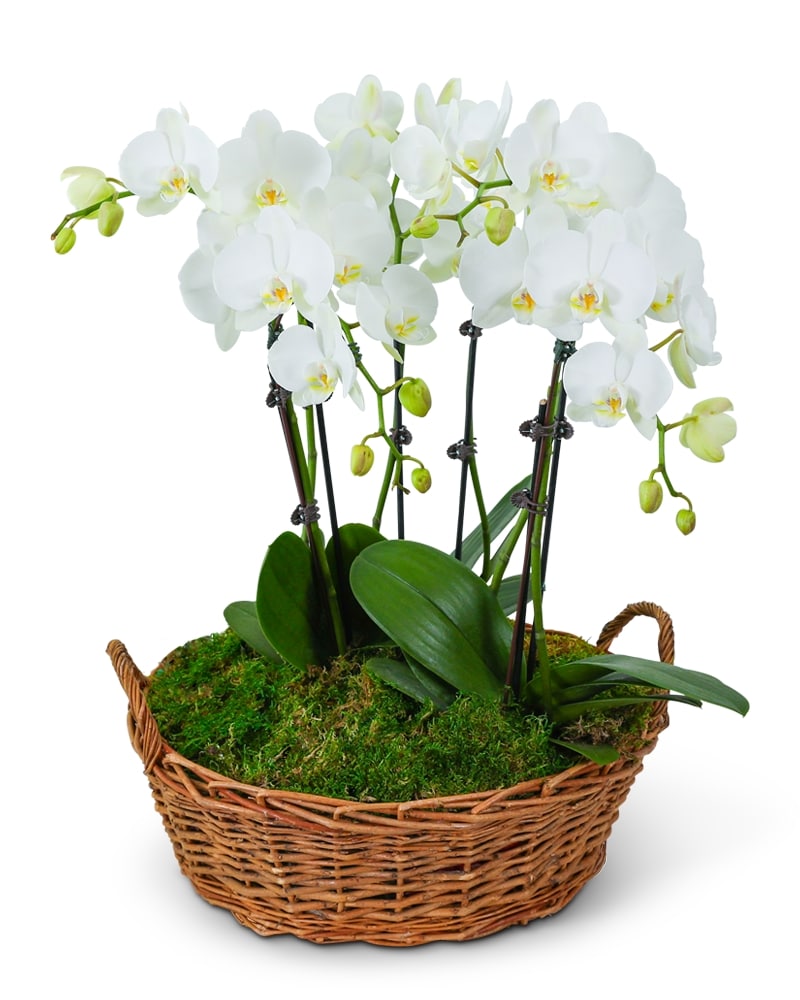 Serenity Orchid Plant in Dayton OH - Furst The Florist & Greenhouses