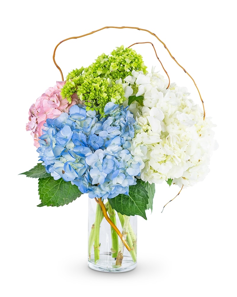 Sweet Hydrangea in Thorp WI - Aroma Florist