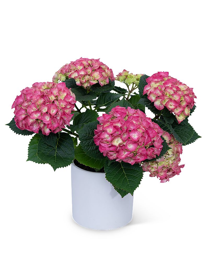 Pink Hydrangea Plant in Florence AL - Kaleidoscope Florist