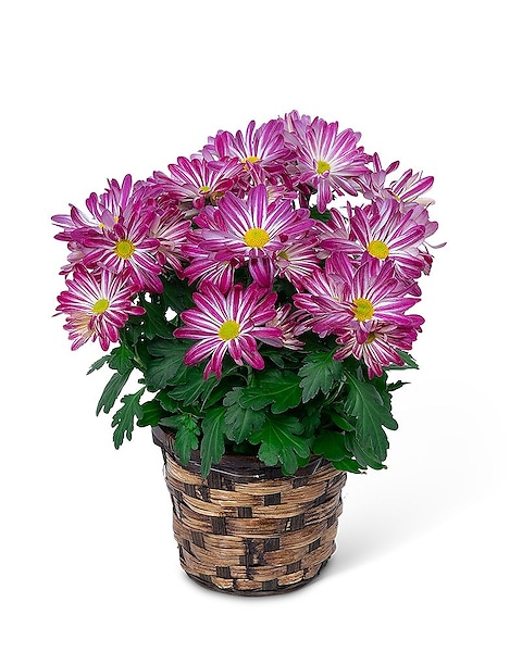 plant cabinet with grow lights LBW Under Cabinet Grow Light Panels, 4-Pack, Aluminum, Full Spectrum,   Lightsdaddy