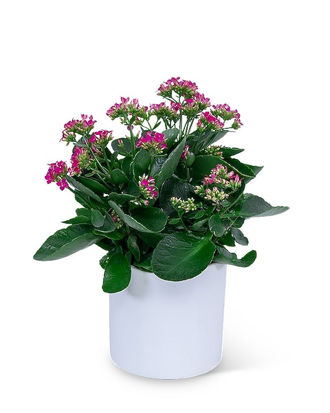 Pink Kalanchoe Plant in Bonita Springs FL - Heaven Scent Flowers Inc.