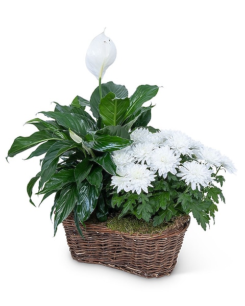 Peace Lily with White Mum Plant in Fairless Hills PA - Flowers By  Jennie-Lynne