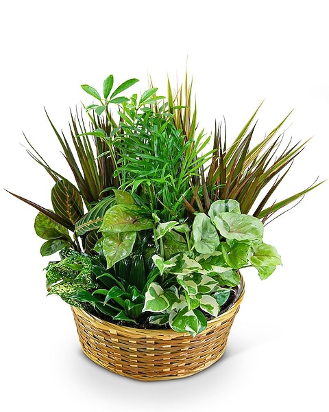 money tree plant pot Potted Money Tree