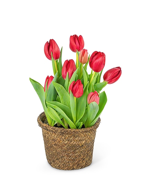 Potted Tulip Plant in Hudson NH - Anne's Florals & Gifts