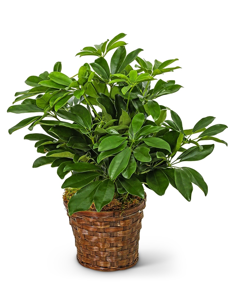 Plants Delivery Bismarck ND - Ken's Flower Shop