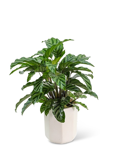 Calathea Plant in Ceramic Container in Greenwood Village CO - Arapahoe  Floral