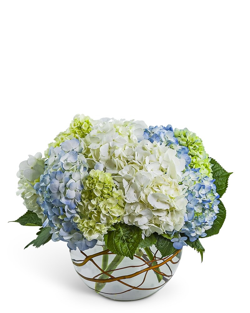 Hydrangea4937　0602 Modern Hydrangea in Portland OR - Kern Park Flower Shoppe