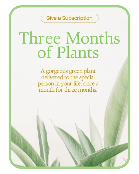 Plant Subscription (3) in Springfield MO - House of Flowers Inc.
