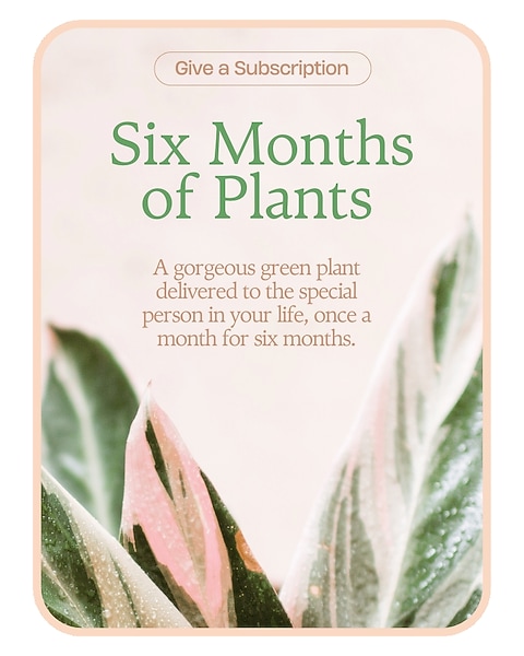 Plant Subscription (6) in Springfield MO - House of Flowers Inc.