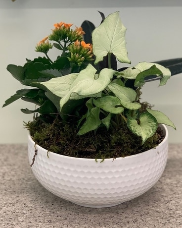 Mixed planter - in keepsake bowl Flower Arrangement