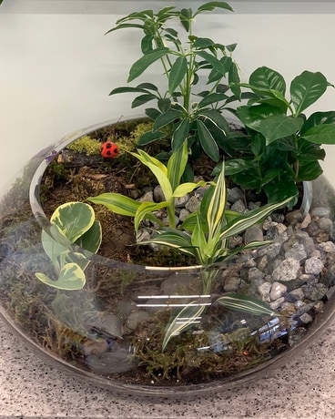 Large, beautiful custom created terrariums Flower Arrangement