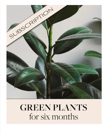 Green Plants for 6 Months Flower Arrangement