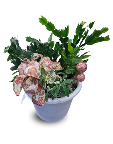 Christmas Cactus Mixed Basket Flower Arrangement