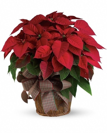 Large Red Poinsettia Flower Arrangement