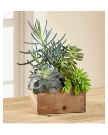 Succulent Assortment