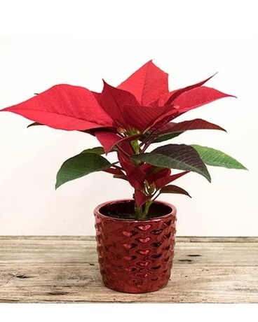 Set of 4 Baby Pointsettias with Red Ceramic Plante Flower Arrangement