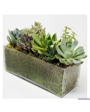 Desert Beauty Succulent Flower Arrangement