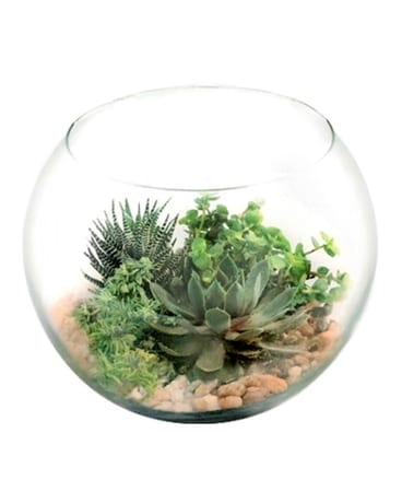 Desert Beauty Succulent Flower Arrangement
