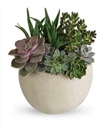 Desert Beauty Succulent Flower Arrangement