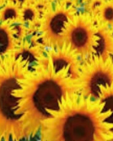 Designers Inspired Creation Flower Arrangement