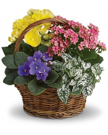 Deluxe Spring Has Sprung Mixed Basket Flower Arrangement