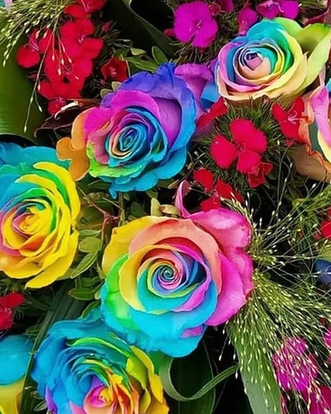 Unique Rainbow Colored Roses Designers Choice With Rainbow Roses