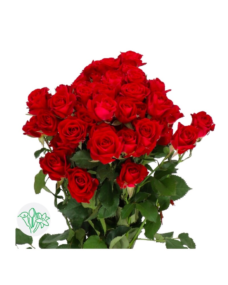 Spray Red Rose Dominica in Kamloops BC - Rose & Wild