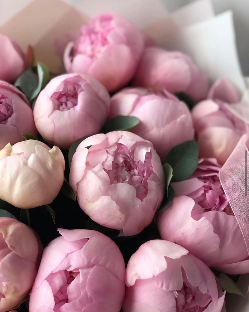 Pink Peony Perfection in Kamloops BC - Rose & Wild