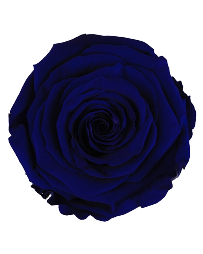 MIDNIGHT BLUE ETERNAL ROSE in Kamloops BC - Rose & Wild