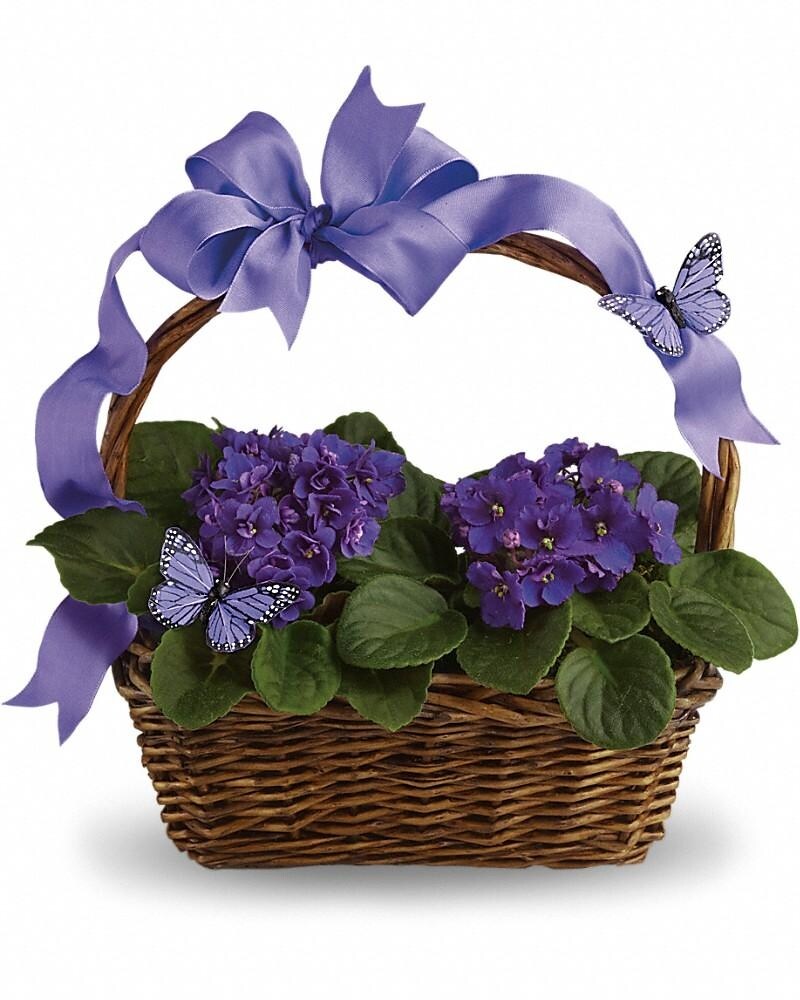 Plants Delivery Kamloops BC - Rose & Wild