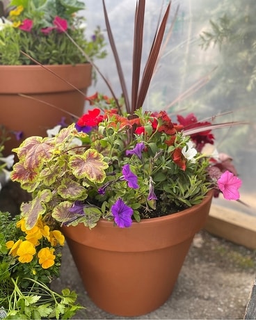 Premium Terra Cota Planter Flower Arrangement