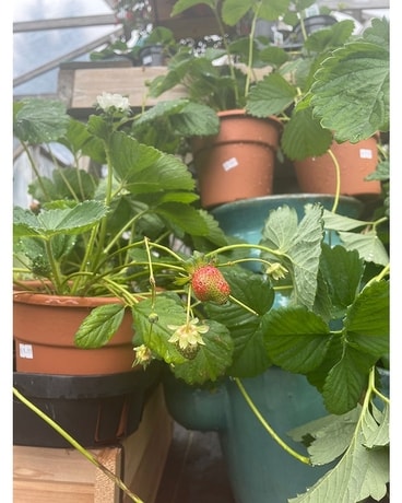Strawberry Plants Flower Arrangement
