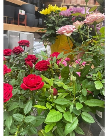 Blooming Plants Flower Arrangement