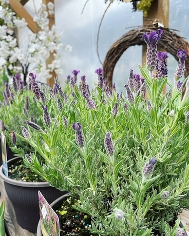 Lavender Flower Arrangement